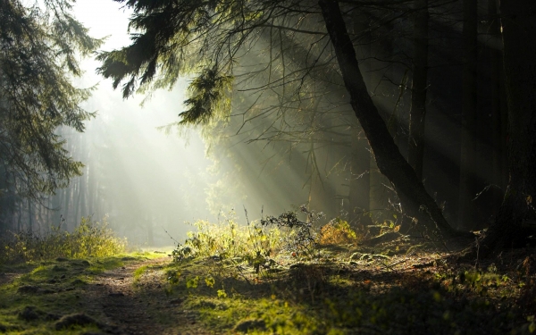 wallpaper forest lost desktop landscapes 1917